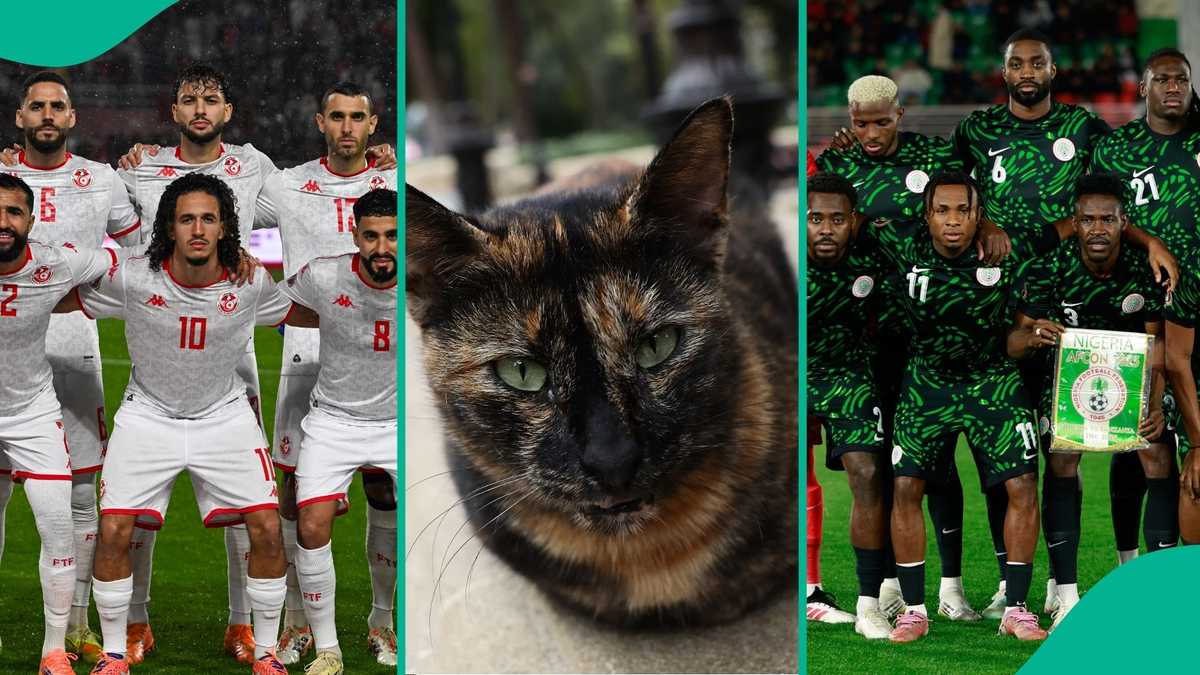 Nigeria vs Tunisia: Mysterious cat predicts winner of AFCON 2025 Group C crucial match, video
