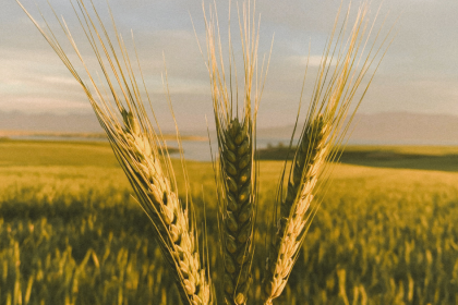 Khapli atta returns as urban Indians turn health-conscious, priced nearly five times higher than regular flour