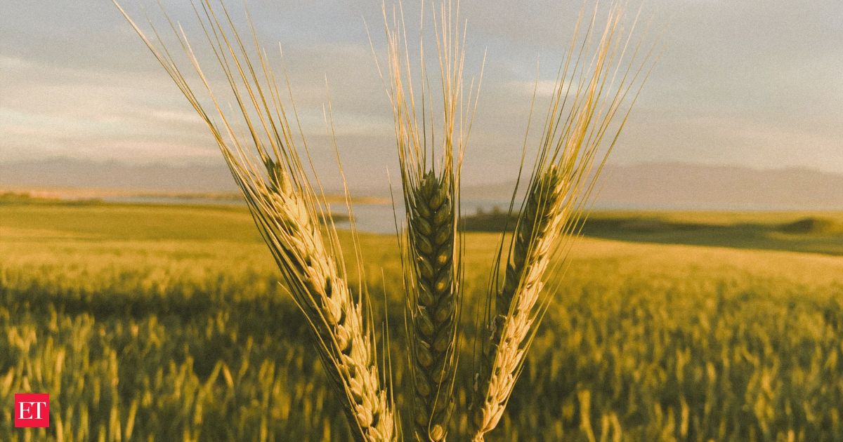 Khapli atta returns as urban Indians turn health-conscious, priced nearly five times higher than regular flour