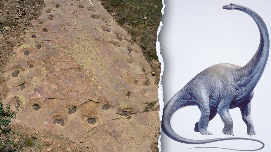 Limping dinosaur’s twisted path puzzles paleontologists, 150 million years later: ‘Very rare’