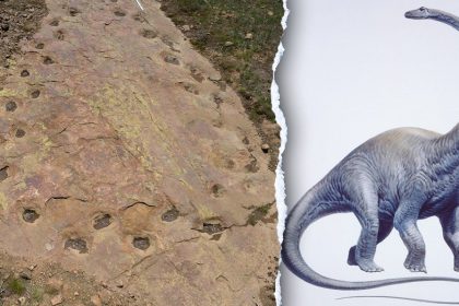 Limping dinosaur’s twisted path puzzles paleontologists, 150 million years later: ‘Very rare’
