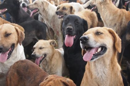 The Baladi Dog: Egypt’s ‘Default Dog’ and the World’s Resilient Mixed-Breed