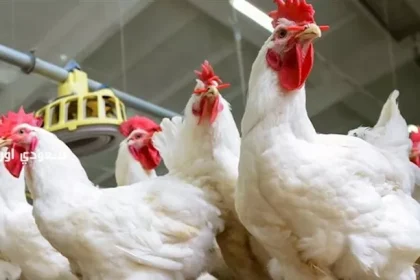 انخفاض أسعار الدواجن اليوم الأربعاء بالأسواق (موقع رسمي)