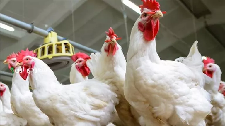 انخفاض أسعار الدواجن اليوم الأربعاء بالأسواق (موقع رسمي)