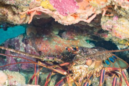 Looking for friends, lobsters may stumble into an ecological trap