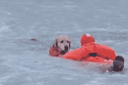 Dramatic video shows firefighters racing across frozen pond to save dog that fell through ice