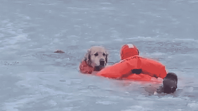 Dramatic video shows firefighters racing across frozen pond to save dog that fell through ice