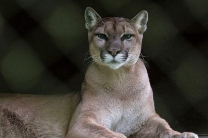Runner fought off mountain lion with stick just weeks before fatal attack on same Colorado trail