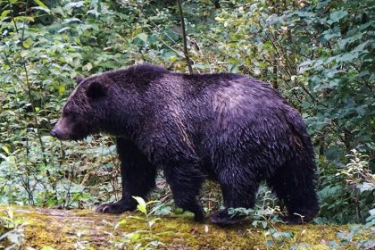 Teachers called ‘true heroes’ after repelling grizzly bear that attacked school group, injuring 11