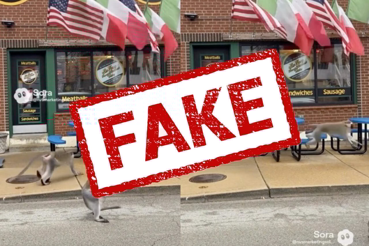 AI Images Create Confusion as Real Gang of Monkeys Roams St. Louis