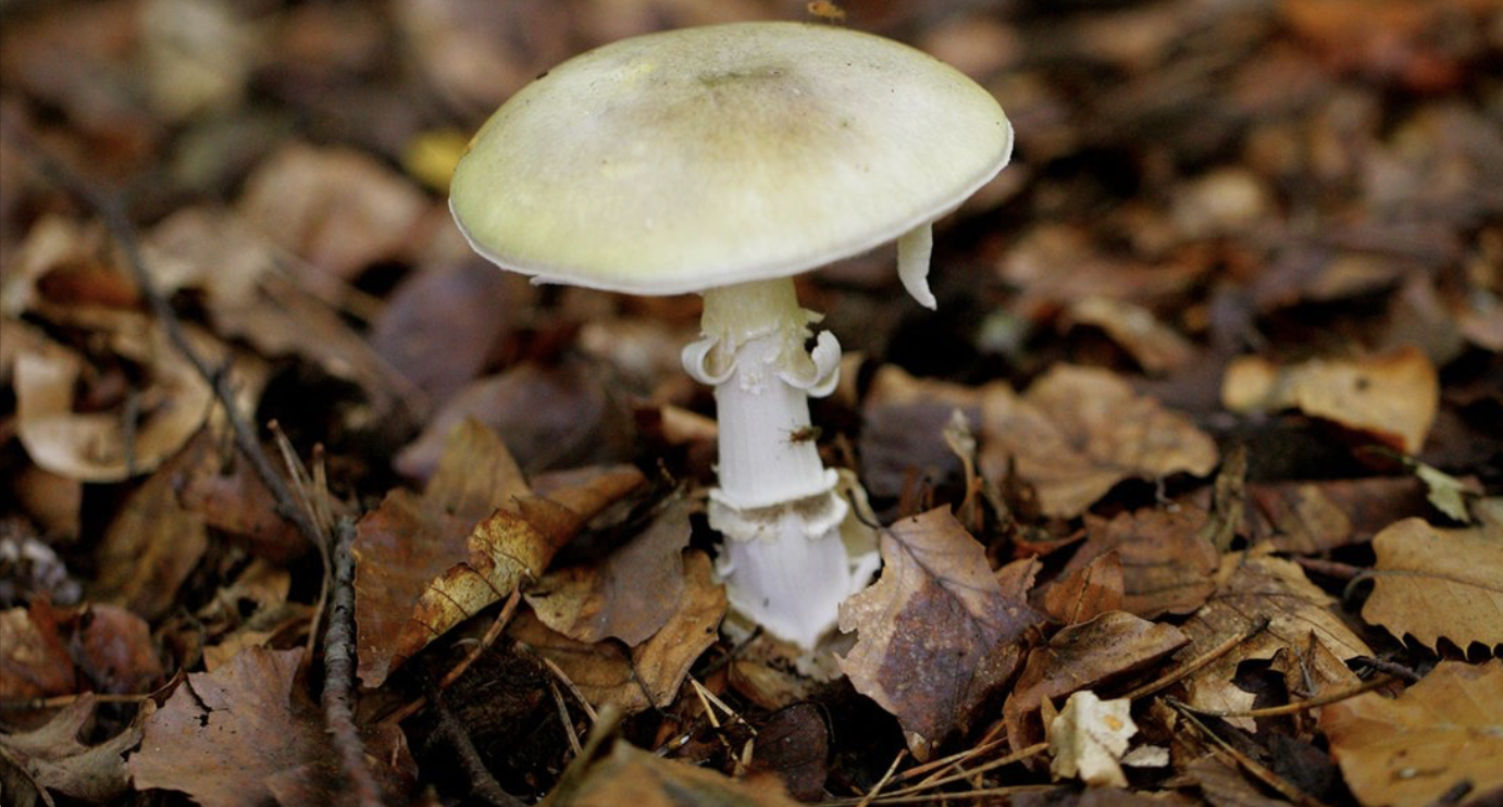 More than 20 poisonings, 1 death  reported in California linked to wild mushrooms