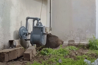 550-pound bear finally evicted from California home after bizarre strategy ends monthlong ordeal