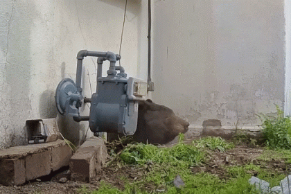 550-pound bear finally evicted from California home after bizarre strategy ends monthlong ordeal