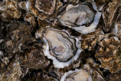 NASA satellite data helps oyster farmers choose where to grow