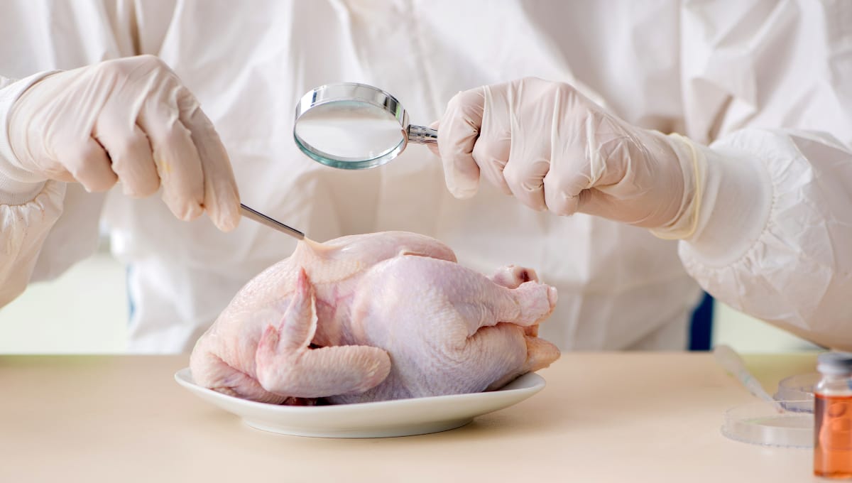 Researchers find chicken is most common source of Salmonella
