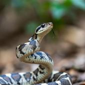 Half Of Nigerian Hospitals Lack Capacity To Treat Snakebites Despite Having 29 Species – Report