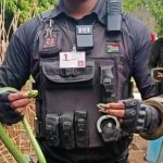 There’s a black mamba in my cupboard: Two venomous snake callouts in one day