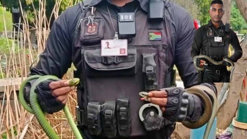 There’s a black mamba in my cupboard: Two venomous snake callouts in one day