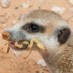 Newsletters: I have a picture for you! 14 February-20 February 2026