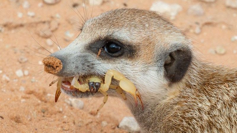 Newsletters: I have a picture for you! 14 February-20 February 2026