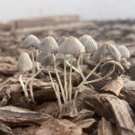 Newsletters: I have a picture for you! 21 February-27 February 2026