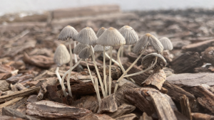 Newsletters: I have a picture for you! 21 February-27 February 2026