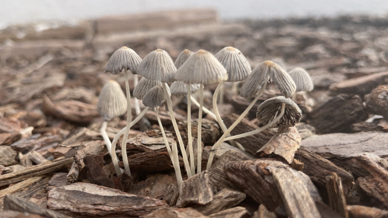 Newsletters: I have a picture for you! 21 February-27 February 2026