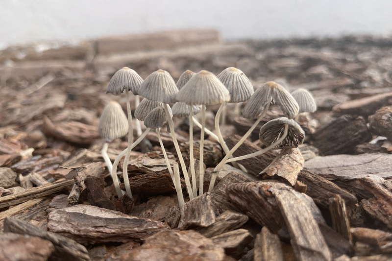 Newsletters: I have a picture for you! 21 February-27 February 2026