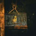 BUSINESS REFLECTION: Crossed Wires: AI — canary in the coalmine coughed and 4,000 jobs were lost