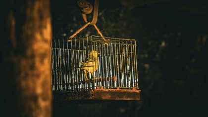 BUSINESS REFLECTION: Crossed Wires: AI — canary in the coalmine coughed and 4,000 jobs were lost