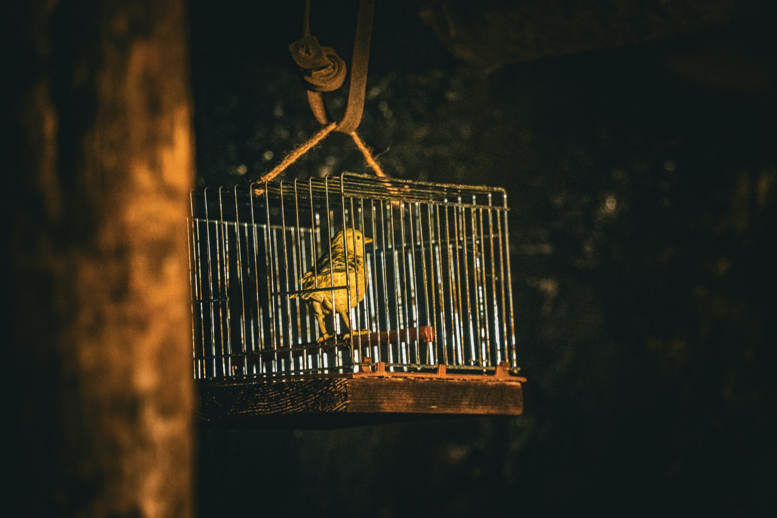 BUSINESS REFLECTION: Crossed Wires: AI — canary in the coalmine coughed and 4,000 jobs were lost