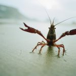 Tons of crayfish killed in ‘walkout’