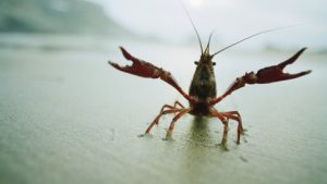 Tons of crayfish killed in ‘walkout’