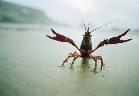 Tons of crayfish killed in ‘walkout’