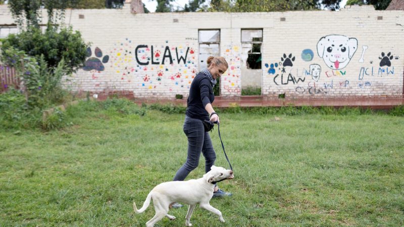 OUR CITY NEWS: How CLAW navigates ruins and rituals to save Joburg’s pets