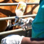 BIOSECURITY: Vaccination delays expose inefficiencies in SA’s FMD response system
