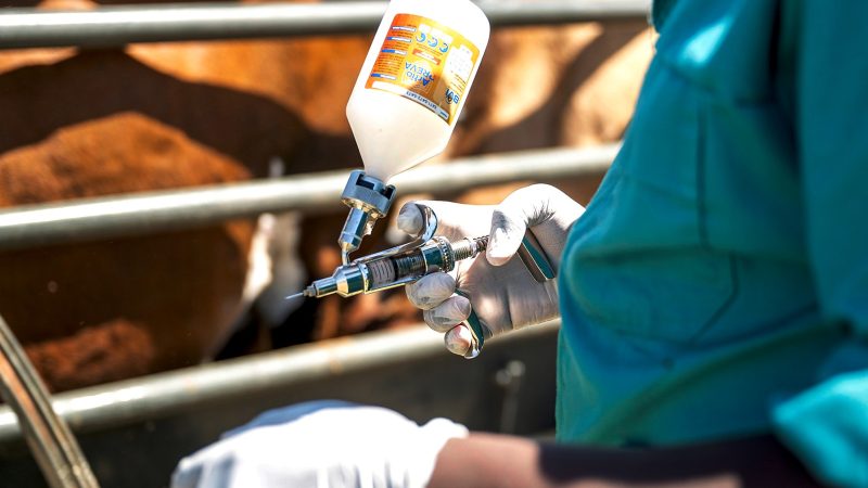 BIOSECURITY: Vaccination delays expose inefficiencies in SA’s FMD response system