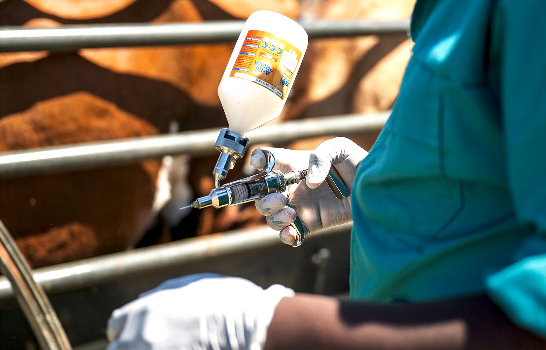 BIOSECURITY: Vaccination delays expose inefficiencies in SA’s FMD response system
