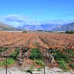 What’s Eating Us? Maverick Citizen launches third season of food justice podcast