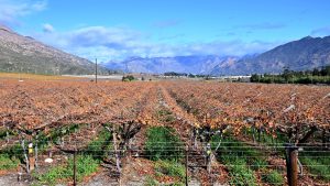 What’s Eating Us? Maverick Citizen launches third season of food justice podcast