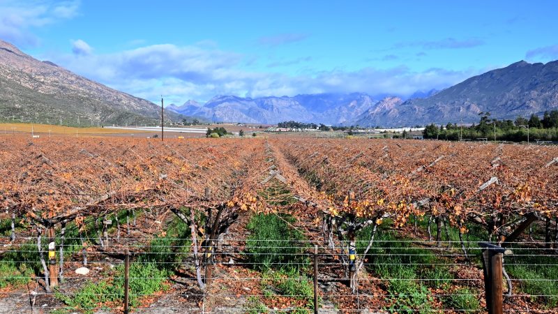 What’s Eating Us? Maverick Citizen launches third season of food justice podcast