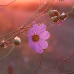 Newsletters: I have a picture for you! 11 April-17 April 2026