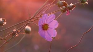 Newsletters: I have a picture for you! 11 April-17 April 2026