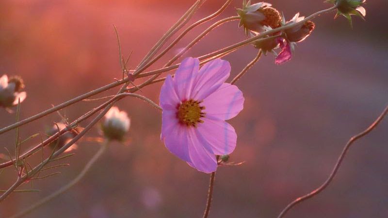 Newsletters: I have a picture for you! 11 April-17 April 2026