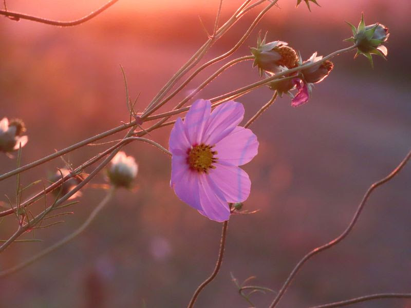 Newsletters: I have a picture for you! 11 April-17 April 2026